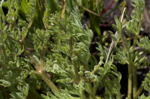 Image of Lomatium caruifolium by (c) Arvel Hernandez, some rights reserved (CC BY)