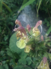 Salvia nubicola