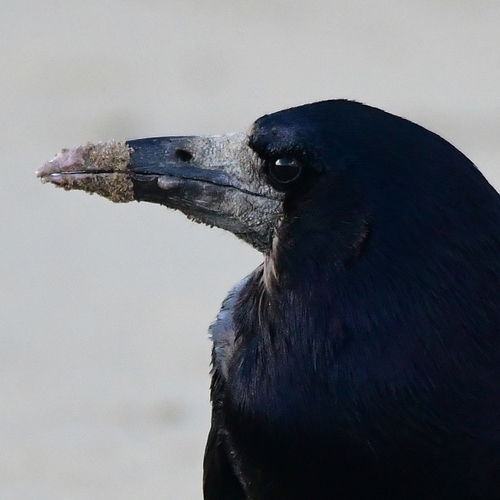 Graja (Corvus frugilegus)
