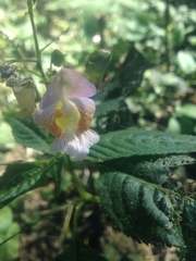 Impatiens