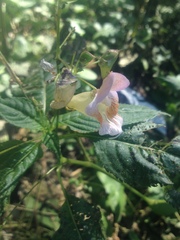 Impatiens