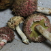 Boletellus deceptivus - Photo (c) Roy Halling, some rights reserved (CC BY-NC), uploaded by Roy Halling