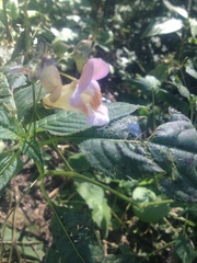 Impatiens
