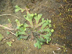 Marchantia pileata