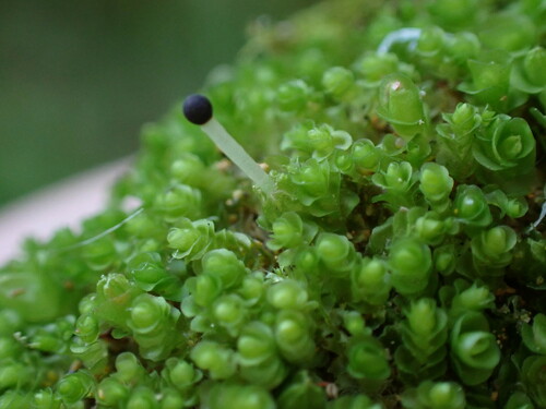 Solenostoma inundatum