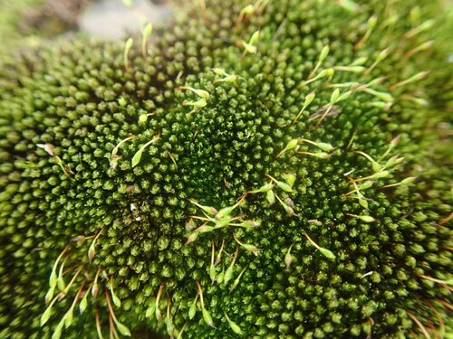Zygodon menziesii