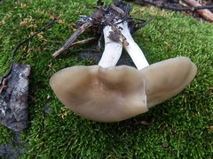 Lyophyllum infumatum