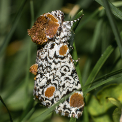 Harrisimemna trisignata