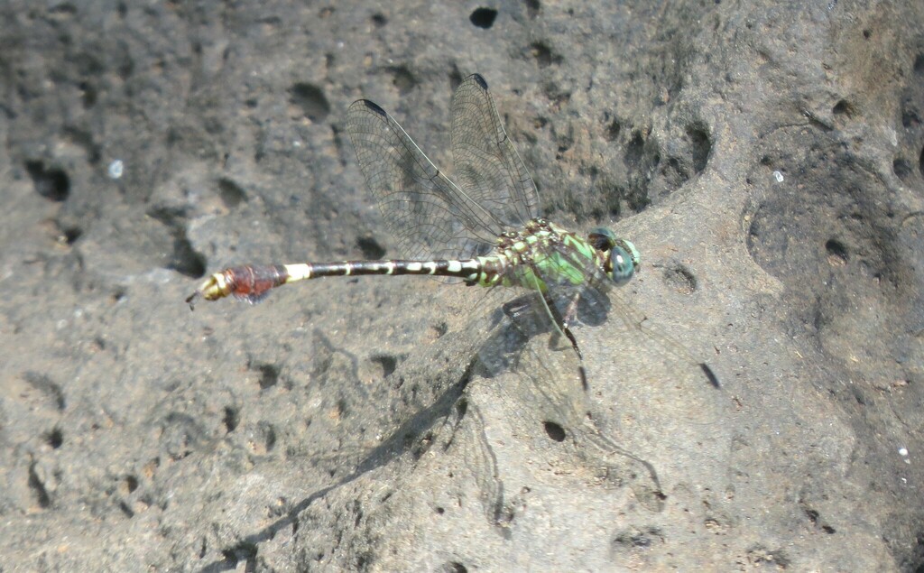 Highland Hooktail