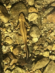 Paramesotriton hongkongensis