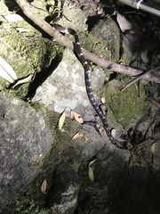 Lycodon futsingensis