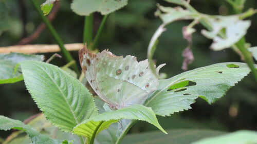 Common Mother-of-Pearl