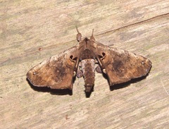 Apatelodes torrefacta