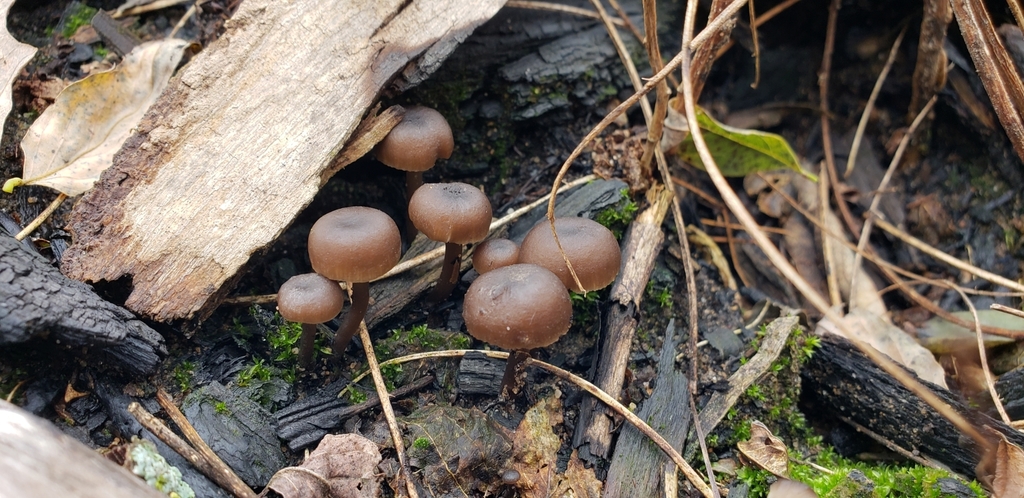 Tephrocybe sp. 'WI01'