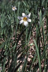 Erythronium montanum