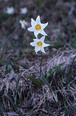 Erythronium montanum