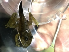 Amolops hongkongensis