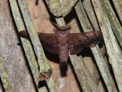 Biterolfa tinalandia