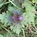 Cutleaf Deadnettle - Photo (c) Henry Miller, some rights reserved (CC BY-NC), uploaded by Henry Miller