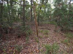 Saccharum brevibarbe