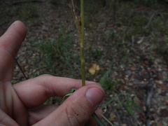 Saccharum brevibarbe