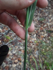 Saccharum brevibarbe