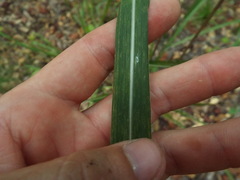 Saccharum brevibarbe