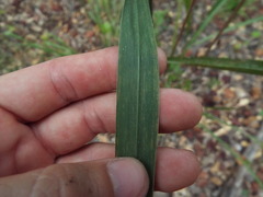 Saccharum brevibarbe