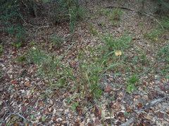 Saccharum brevibarbe