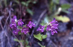 Penstemon serrulatus