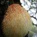 Hericium - Photo (c) Ken-ichi Ueda, some rights reserved (CC BY-NC)