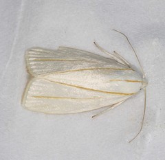 Cryptophasa flavolineata