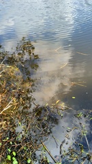 Mytilopsis leucophaeata