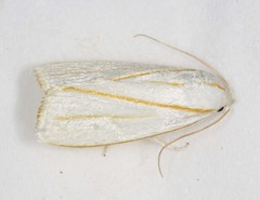 Cryptophasa flavolineata