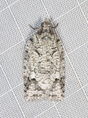 Acropolitis canana
