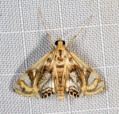 Margarosticha repetitalis