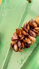 Mytilopsis leucophaeata