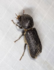 Bostrychopsis jesuita