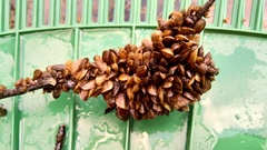 Mytilopsis leucophaeata