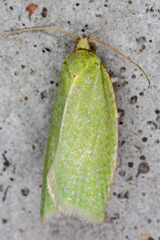 Tortrix viridana