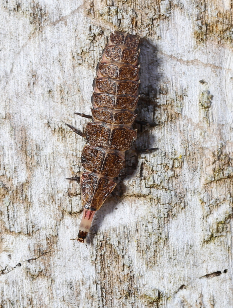 Spring Tree-Top Flasher from Greene County, OH, USA on March 26, 2023 ...
