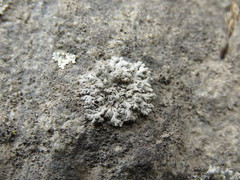 Physcia tribacia
