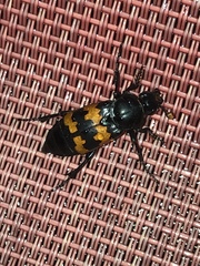 Nicrophorus marginatus