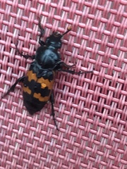 Nicrophorus marginatus
