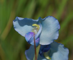 Swainsona procumbens