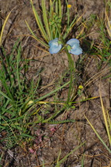 Swainsona procumbens