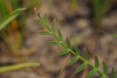 Swainsona procumbens