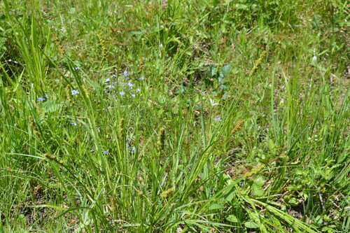 Image of Carex triangularis by (c) Dan Johnson, some rights reserved (CC BY)
