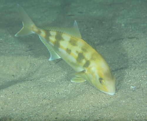 Abrolhos kingfish (Seriola hippos) — Carangidae — 5
