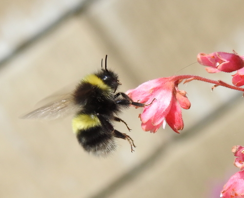 Cryptic Bumble Bee